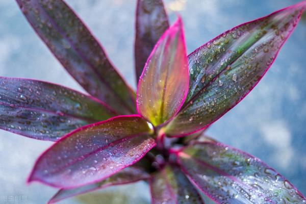 排名前五的耐澇花草,比發財樹好養,比金錢樹省心,愛了 排名前五的耐澇花草,比發財樹好養,比金錢樹省心,愛了