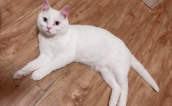 英短貓為什麼這麼火?過來人告訴你,養的那叫一個省心 英短貓為什麼這麼火?過來人告訴你,養的那叫一個省心