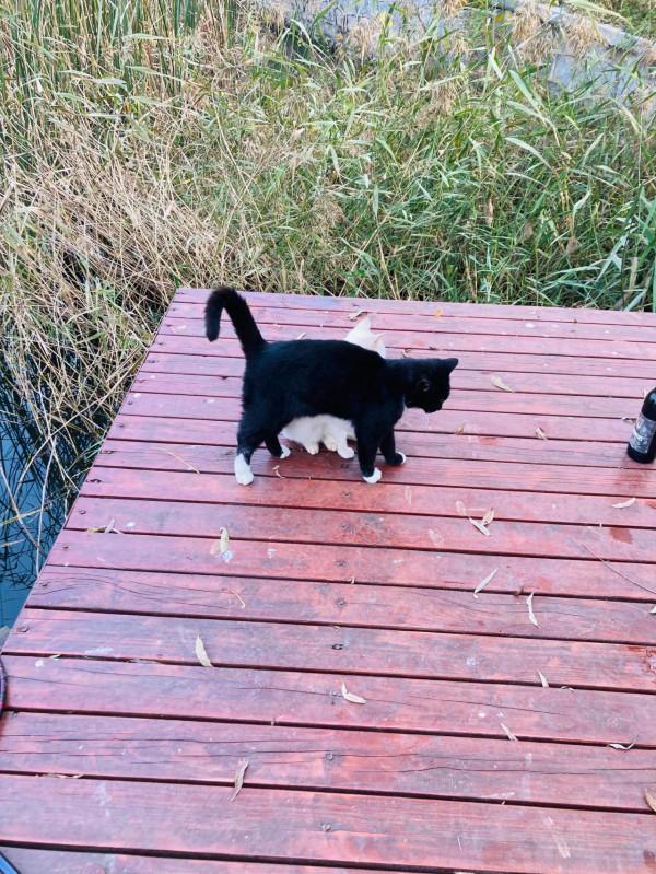 與貓結緣了 與貓結緣了