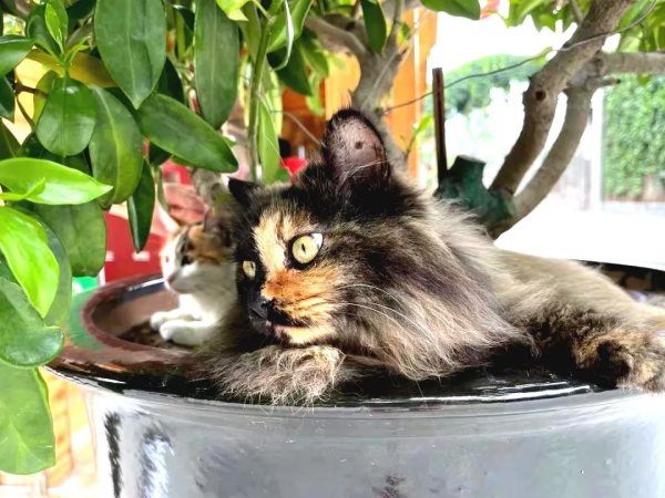 小貓咪“防曬”的奇葩開啟方式合集 小貓咪“防曬”的奇葩開啟方式合集