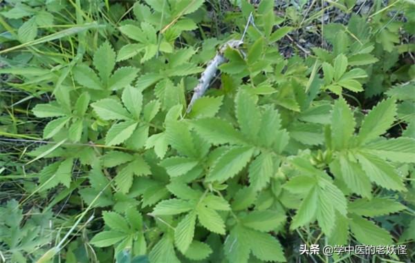 每天學習一味中藥——仙鶴草 每天學習一味中藥——仙鶴草