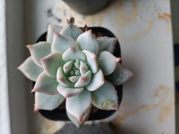 多肉，屬於我的小美好！願所有人的愛好都能被溫柔以待