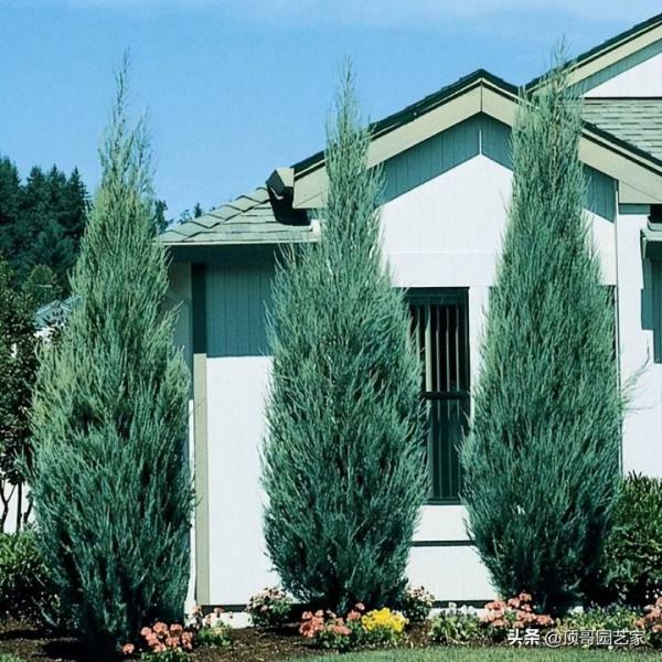 盤點15種適合庭院的彩葉植物，好看的庭院都需要一點不一樣的色彩