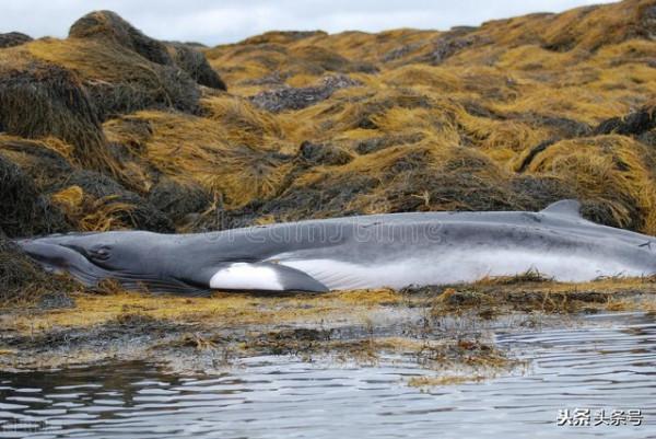 優秀孩子培養法則三:強化定律——培養好習慣對孩子進行積極期望 優秀孩子培養法則三:強化定律——培養好習慣對孩子進行積極期望