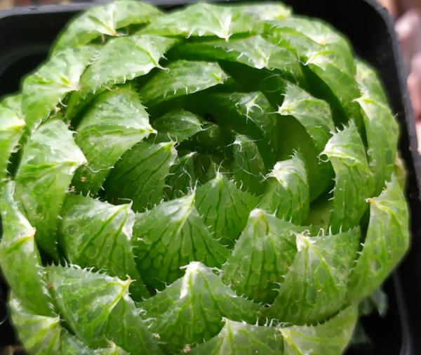 6種花不能使勁曬，很容易曬死，陰涼地反而長得旺