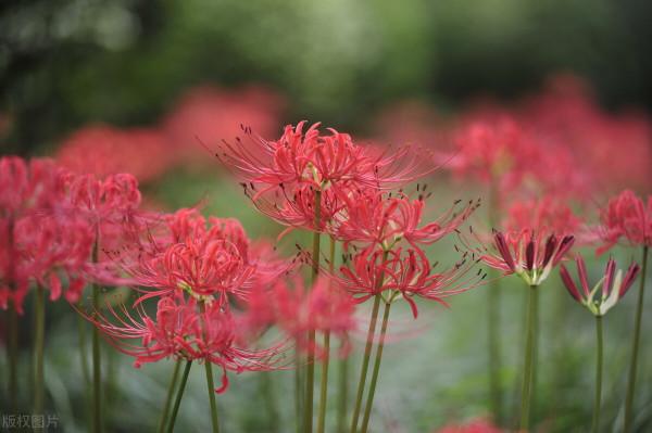 俗稱“老鴉蒜”,叫蒜不是蒜,花開不見葉,能種嗎?老農:不吉利 俗稱“老鴉蒜”,叫蒜不是蒜,花開不見葉,能種嗎?老農:不吉利