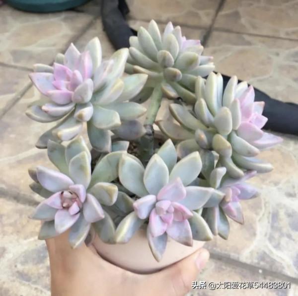 新手肉友，秋天不如養盆多肉淡雪，3個小妙招曬出漂亮葉色