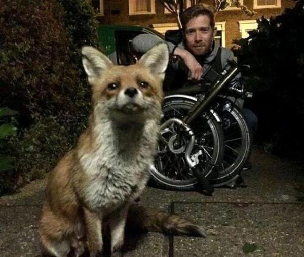 受傷狐狸尋求男子幫助，試探一年後，卻帶著“孩子”來投奔