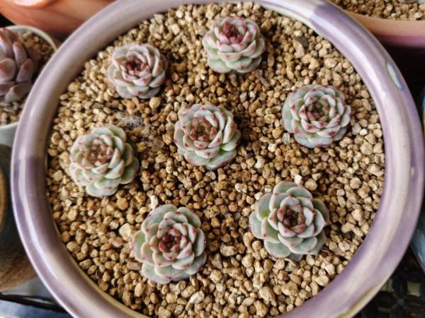 感謝遇見——在彼此的生命裡丰姿綻放