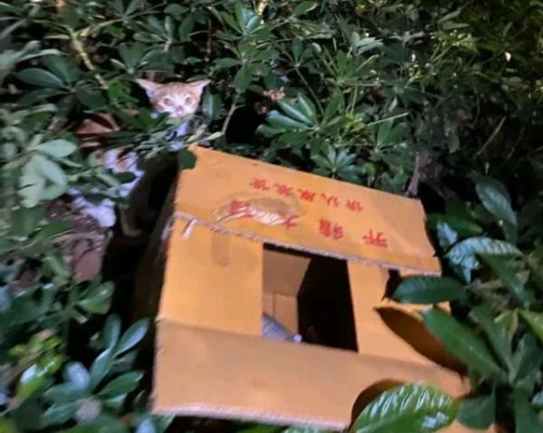 可憐貓媽在路邊叫“救命”,善良小哥趕緊跟它走,貓:救救我孩子 可憐貓媽在路邊叫“救命”,善良小哥趕緊跟它走,貓:救救我孩子