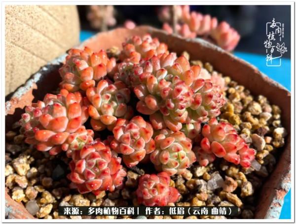 溫暖的多肉微語，陪你度過寒冷的聖誕平安夜！（2021）