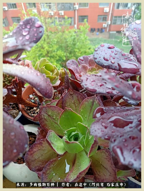 落葉知秋,願你安好 落葉知秋,願你安好