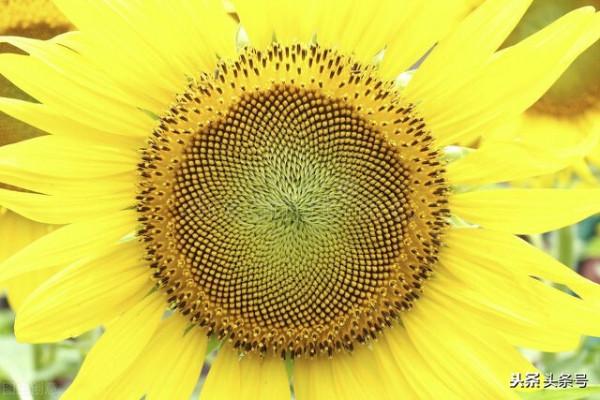 雙魚座10月22號運勢解讀 雙魚座10月22號運勢解讀