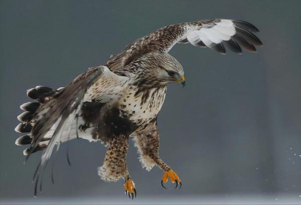 東江攬勝:收集常見鳥類圖譜之猛禽篇,攝鳥人自留地,建議收藏 東江攬勝:收集常見鳥類圖譜之猛禽篇,攝鳥人自留地,建議收藏