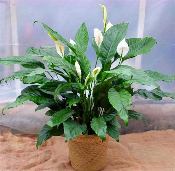 7種“吉利花”，客廳養最適合，常年不見光，也能花不斷