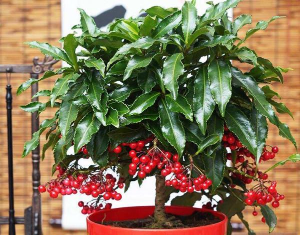 5種&OpenCurlyDoubleQuote;過年花&rdquo;，一個比一個漂亮，但一個比一個難養，別去挑戰它