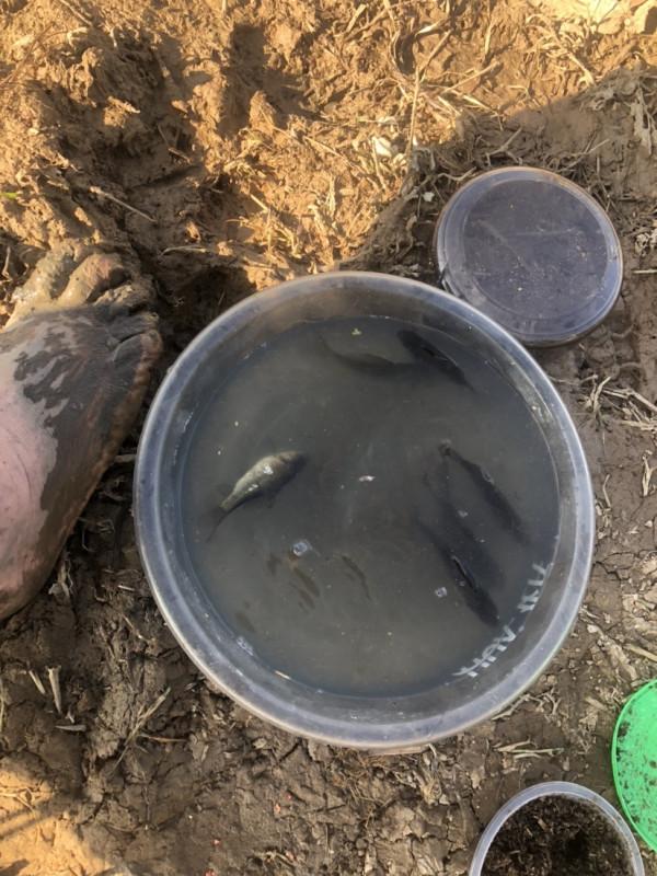 探索沼澤塘有驚無險,黃金小奶鯽齊上岸 探索沼澤塘有驚無險,黃金小奶鯽齊上岸