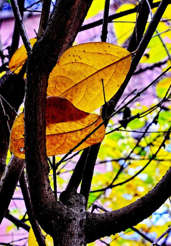 臘梅·白梅·紅梅：三梅齊放