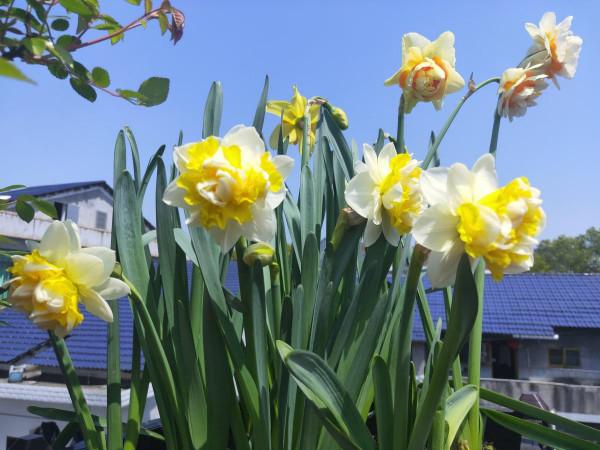 冬天土裡埋個&OpenCurlyDoubleQuote;洋蔥球&rdquo;，一個月開出&OpenCurlyDoubleQuote;富貴花&rdquo;，紅紅火火真喜慶
