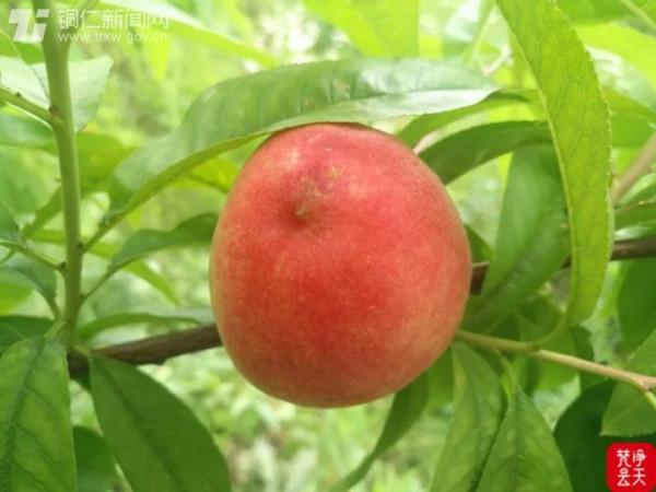 咬一口唇齒留香！大竹村“聖仙紅”掛枝頭，等你採摘