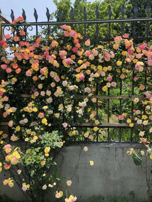 太湖美景 農家小院