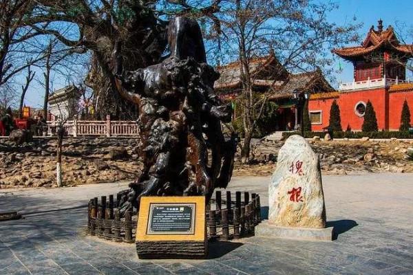 問我祖籍在何處，山西洪桐大槐樹