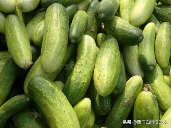 種蔬菜最需要澆水，但黃瓜卻越澆水越旱，到底什麼梗？看了就明白