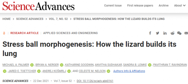 「Science子刊」改造人工肺——蜥蜴提供了驚人的方法 「Science子刊」改造人工肺——蜥蜴提供了驚人的方法