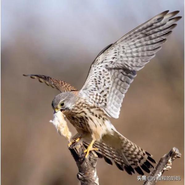 體型最小的猛禽——紅隼