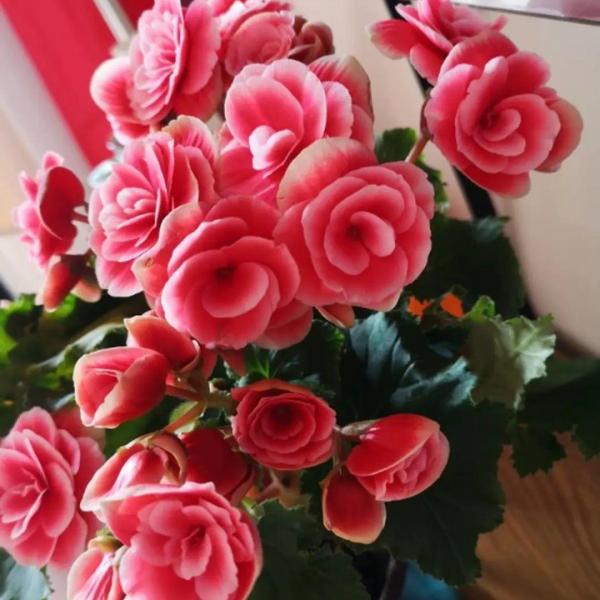 7種“長久花”，長得快開花多，曬曬太陽，連續開花