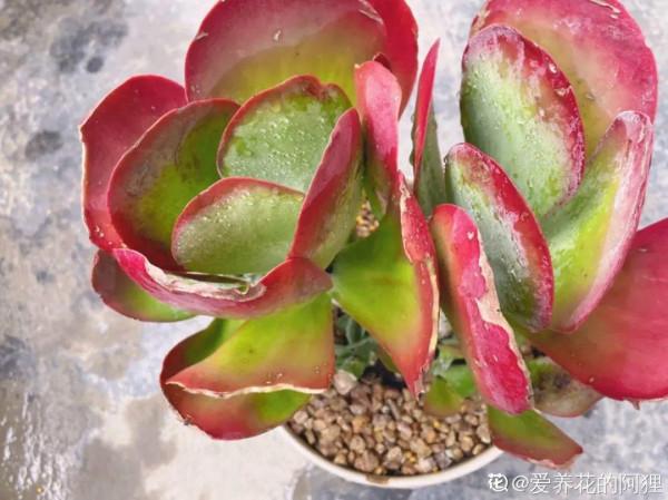 紅、黃、藍、黑，4種彩色多肉，你喜歡哪一款？