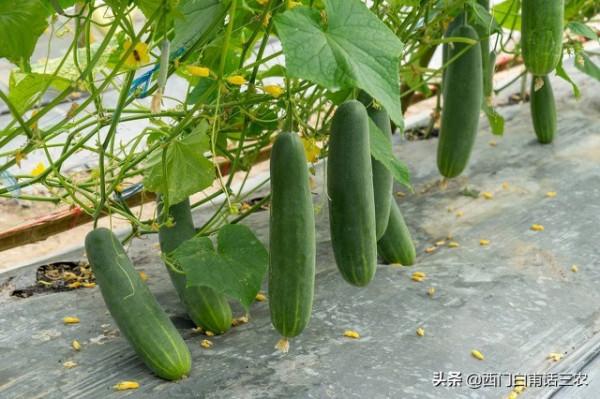種蔬菜最需要澆水，但黃瓜卻越澆水越旱，到底什麼梗？看了就明白