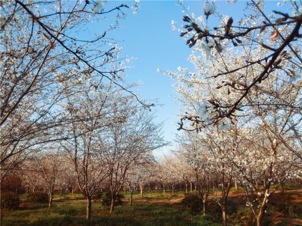 實拍！總投資超8000萬，丹陽這一休閒公園成了這樣...