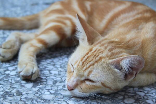 寵物旅遊託運｜地史奇觀的自然博物館——九鼎山