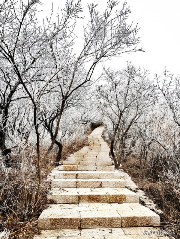 美若仙境！延慶八達嶺景區現絕美霧凇