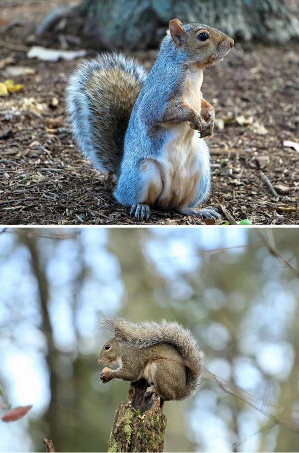 可愛的小松鼠 可愛的小松鼠