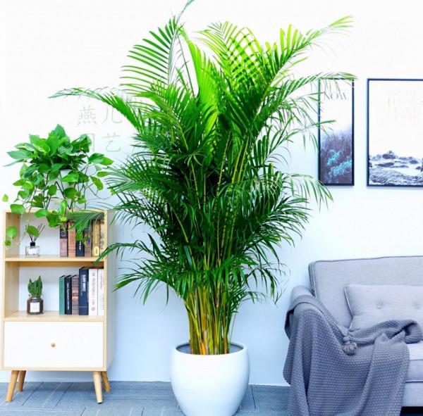 適合養在朝東窗臺上的3種開花植物,葉子旺盛,開花靚麗 適合養在朝東窗臺上的3種開花植物,葉子旺盛,開花靚麗