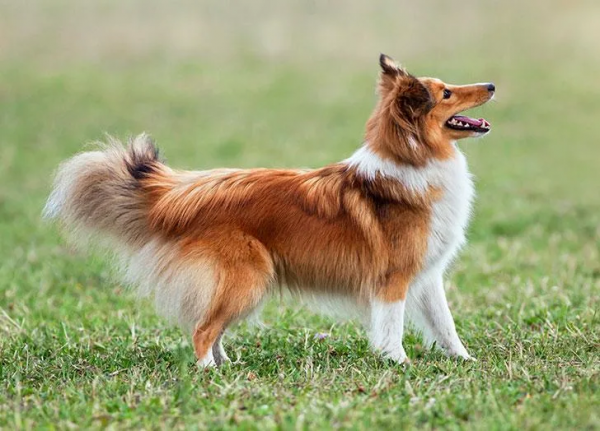 25種最聽話的狗狗 25種最聽話的狗狗