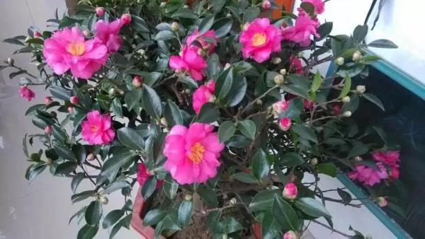 十年養花經歷，分享一下怎麼給花澆水