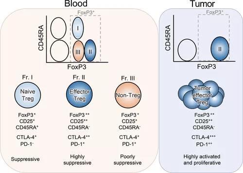 半年融資超5億美元，CAR技術能否加速Treg細胞療法發展？