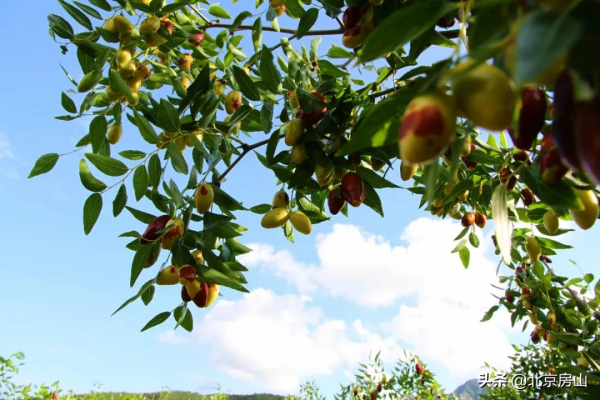 “棗”等您來！房山這裡3000畝菱棗熟啦！