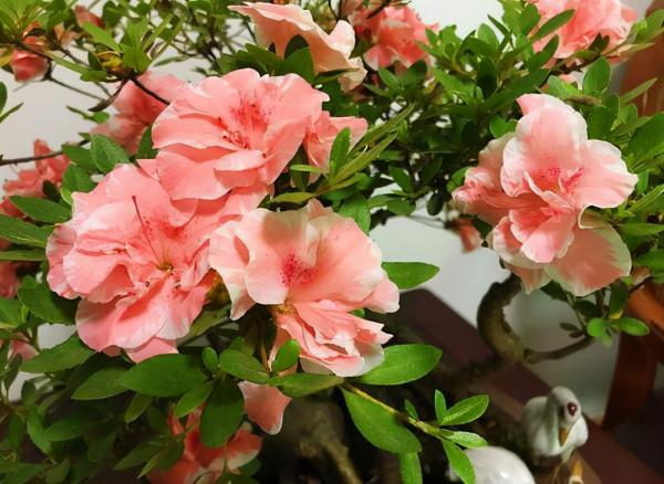 這4種“藥丸”是養花“神器”，生根快，不板結，花骨朵掛滿枝頭