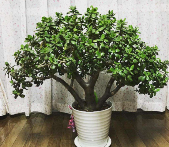 玉樹怎麼養成參天大樹？做好四步驟，葉片肥厚敦實，主杆粗壯硬挺