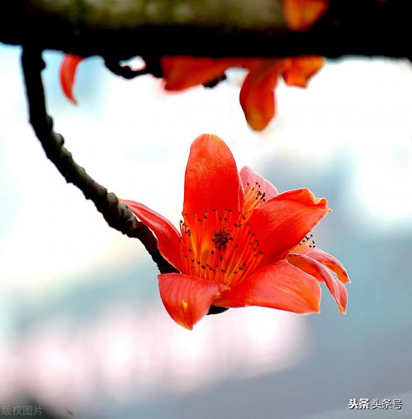 植物花瓣與果實心房的關係你有了解多少？他們之間的關係不簡單