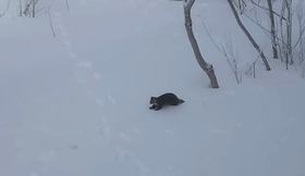 萌態百出 機警可愛！黑龍江現紫貂覓食