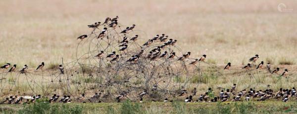 滅蝗大作戰！20萬隻粉紅椋鳥已抵達了新疆，蝗蟲還夠吃嗎？