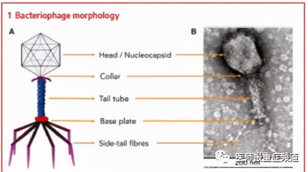 劉又寧教授：應對抗菌藥物耐藥，噬菌體療法未來可期