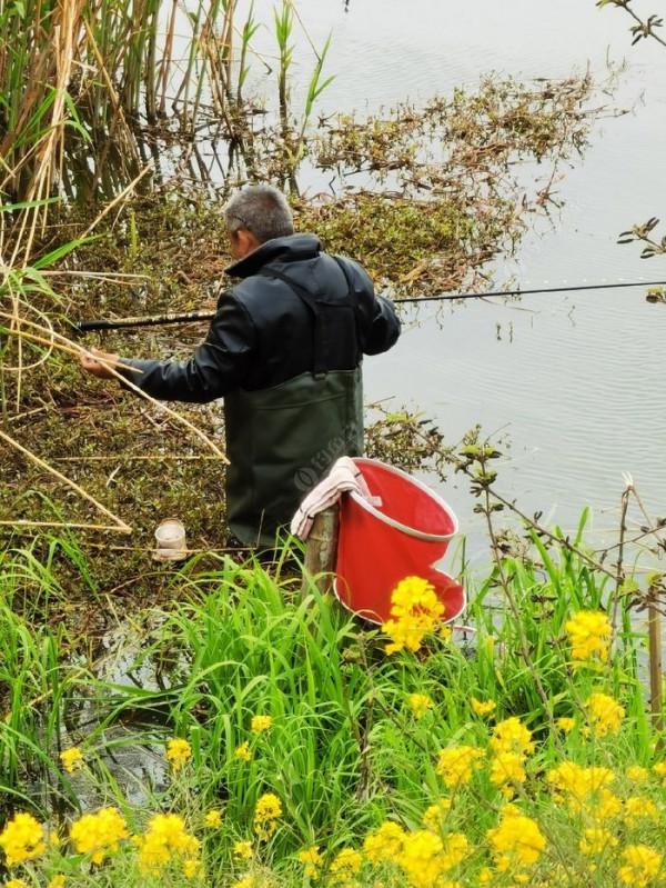 黃花錦簇白馬湖