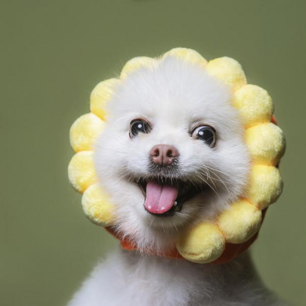 8種“最受歡迎”的小型犬，巴哥居然上榜了