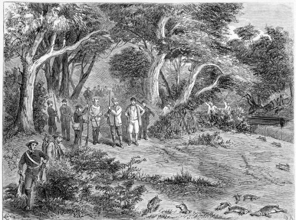 “人兔大戰”澳大利亞完敗,超100億野兔成災,當地人為何不吃? “人兔大戰”澳大利亞完敗,超100億野兔成災,當地人為何不吃?